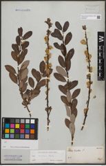 Foto von Salix bicolor Ehrh. ex Willd.